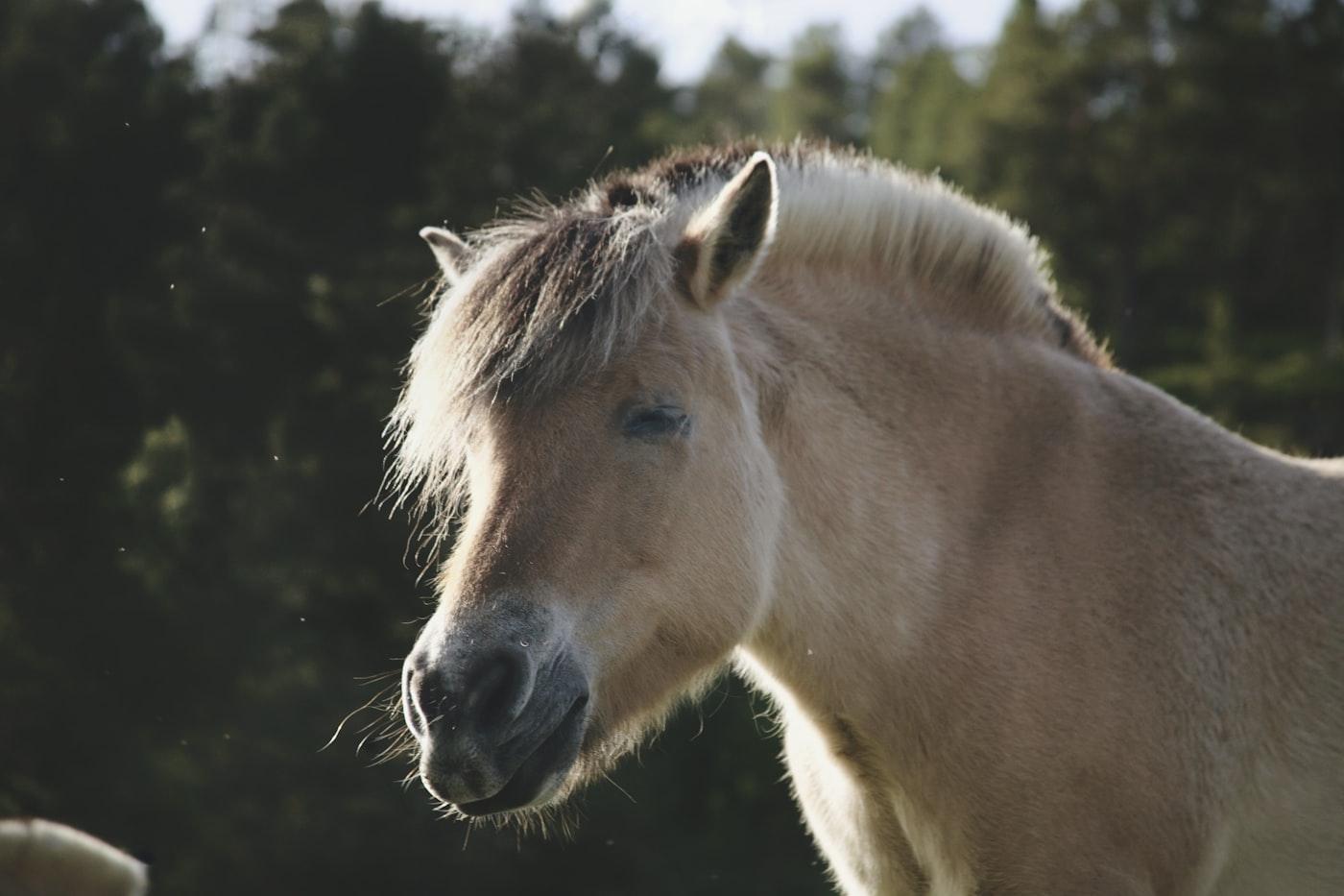 Resting Norwegian fjord horse near Kolvereid, Norway — Kristin O. Karlsen / Unsplash