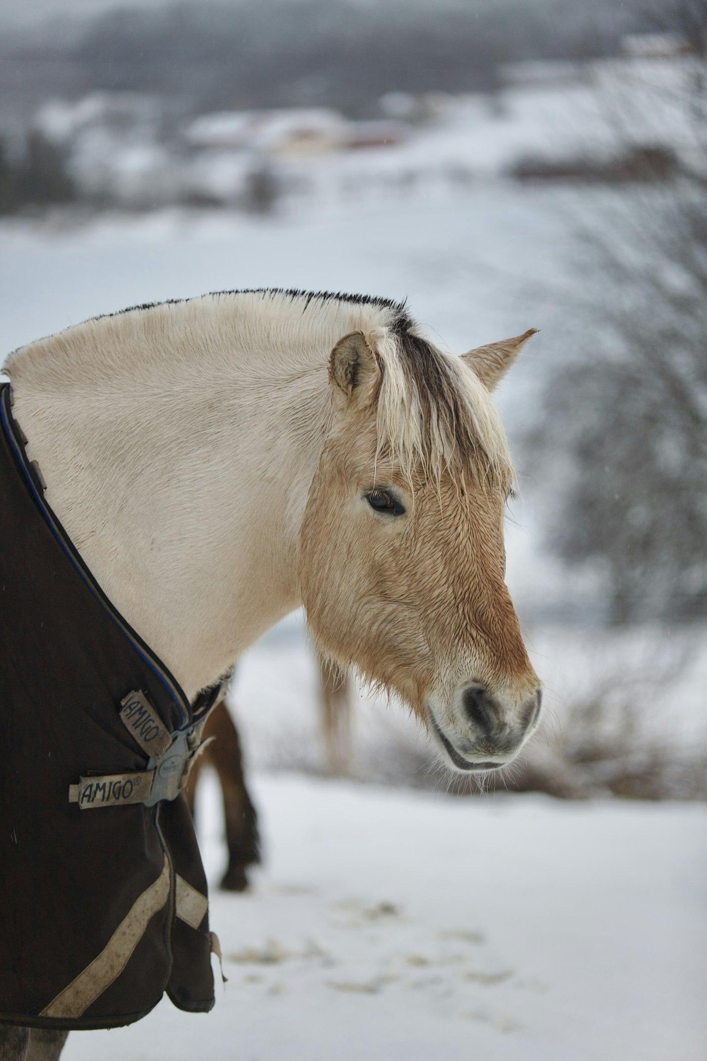 Norwegian fjord horse Alverosa in snow at Løvseth, Kolvereid, Norway — Kristin O. Karlsen / Unsplash
