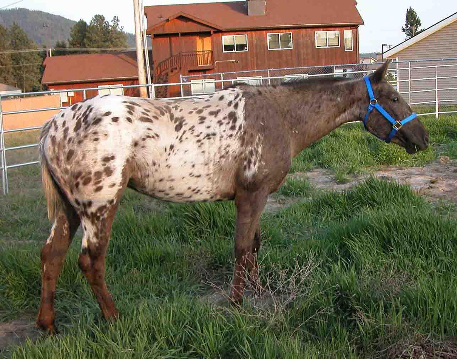 Appaloosa med karakteristisk prikkete mønster