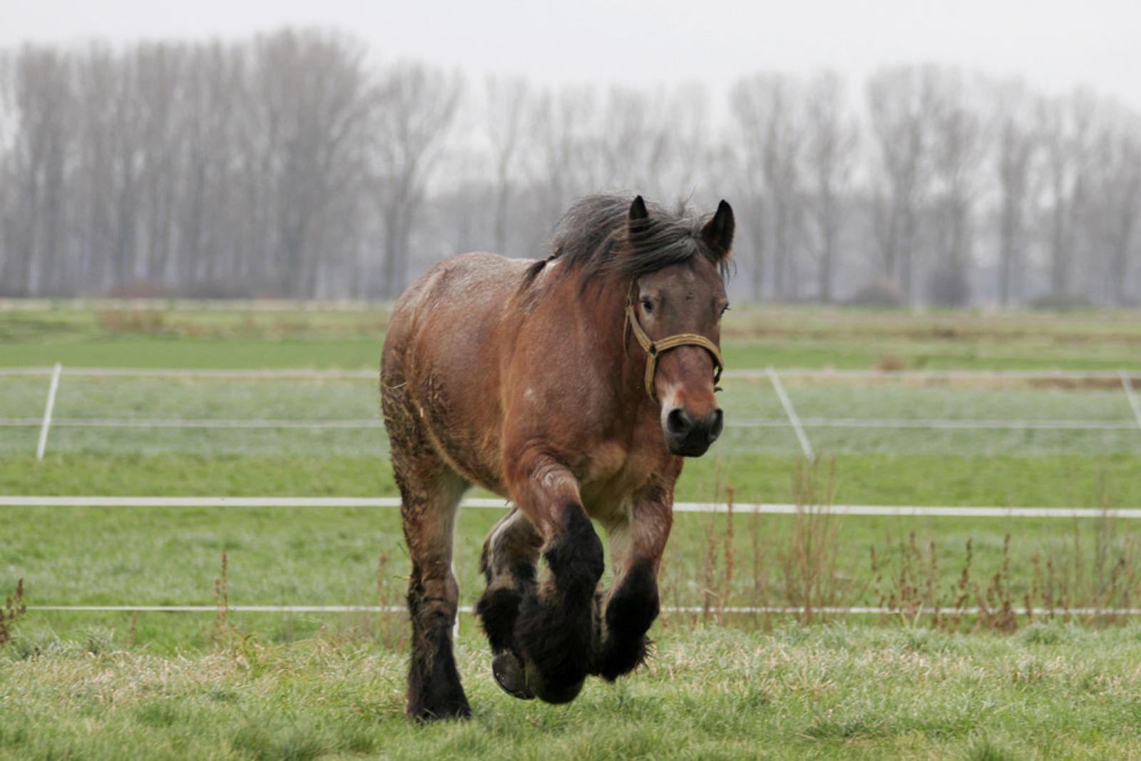 Belgisk trekkhest med bred, muskuløs kropp