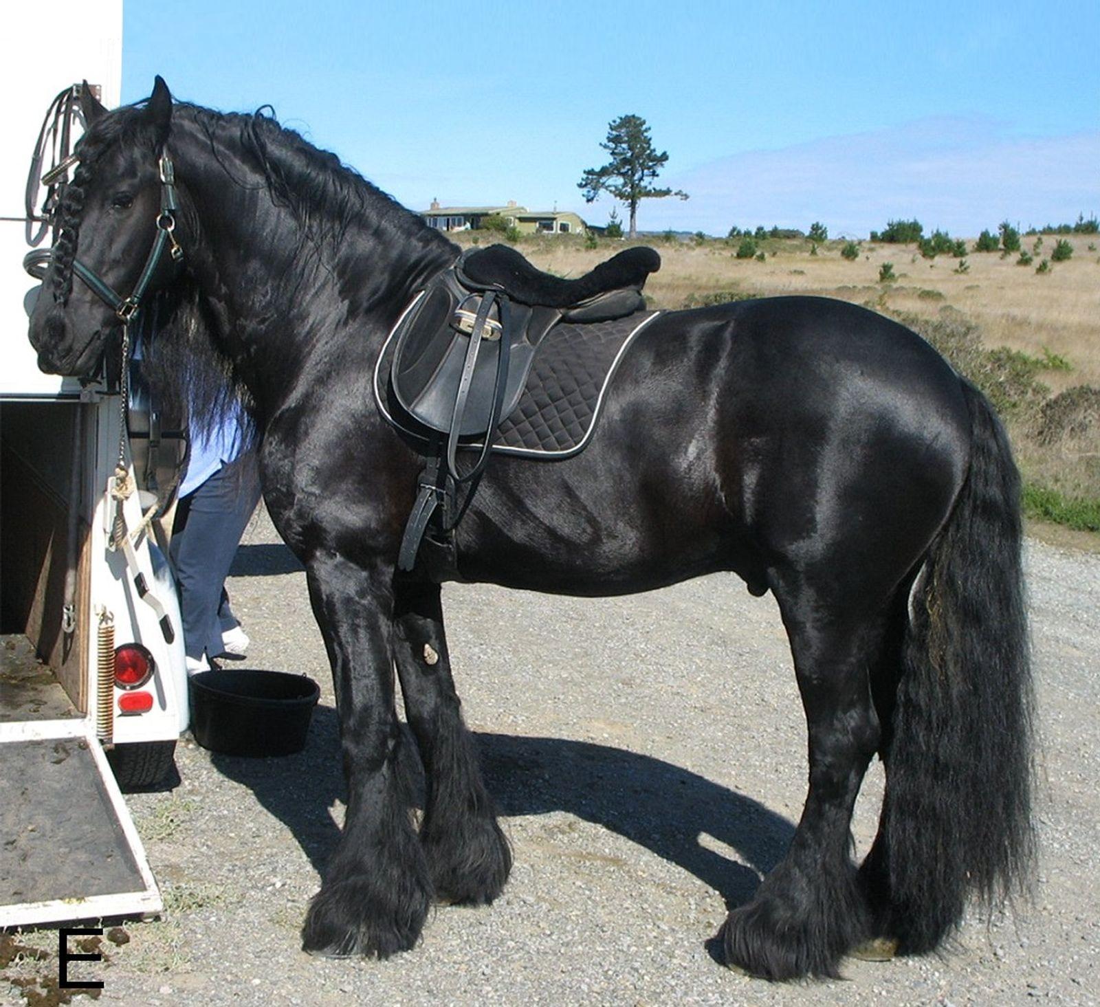 Frieser