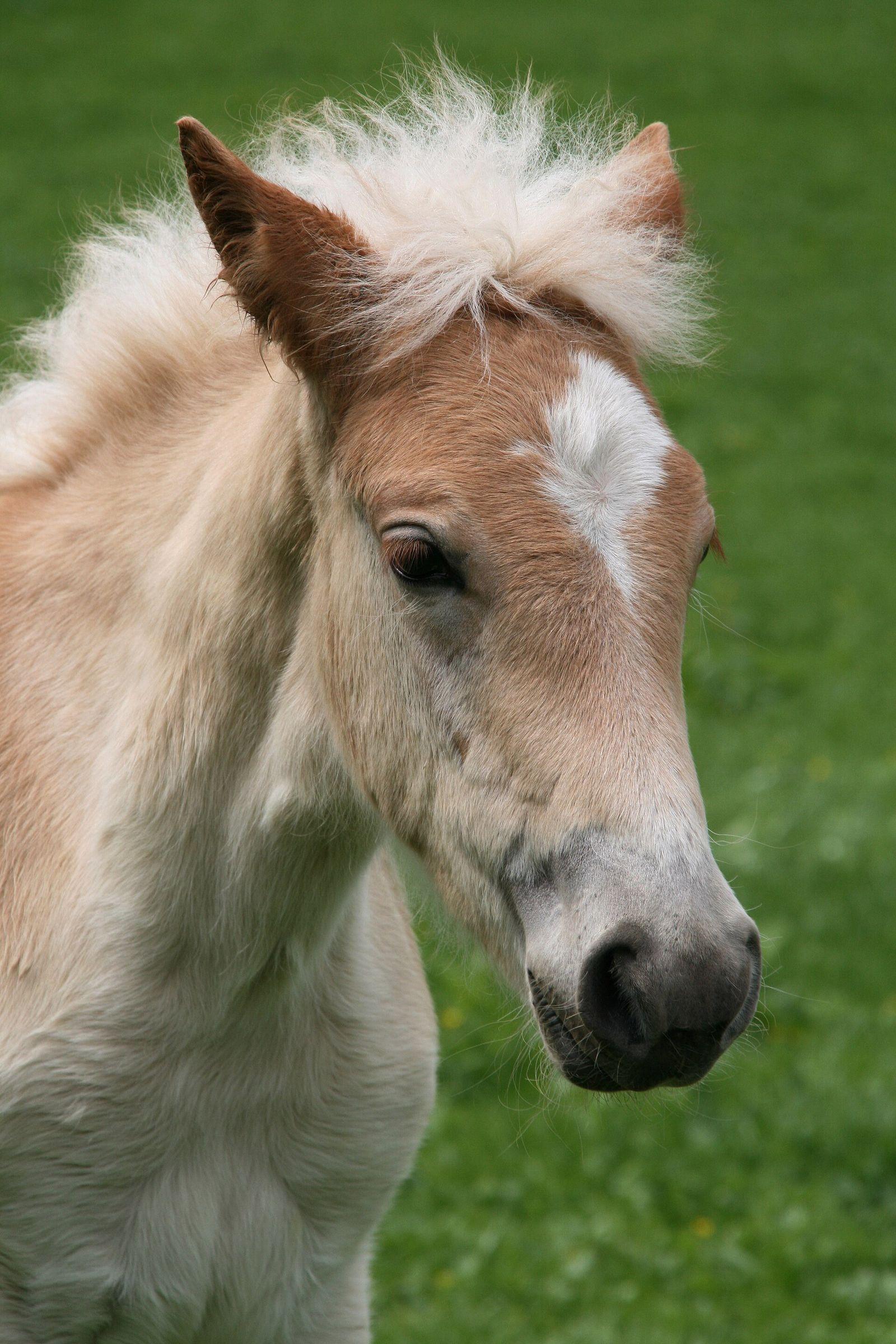 Haflinger
