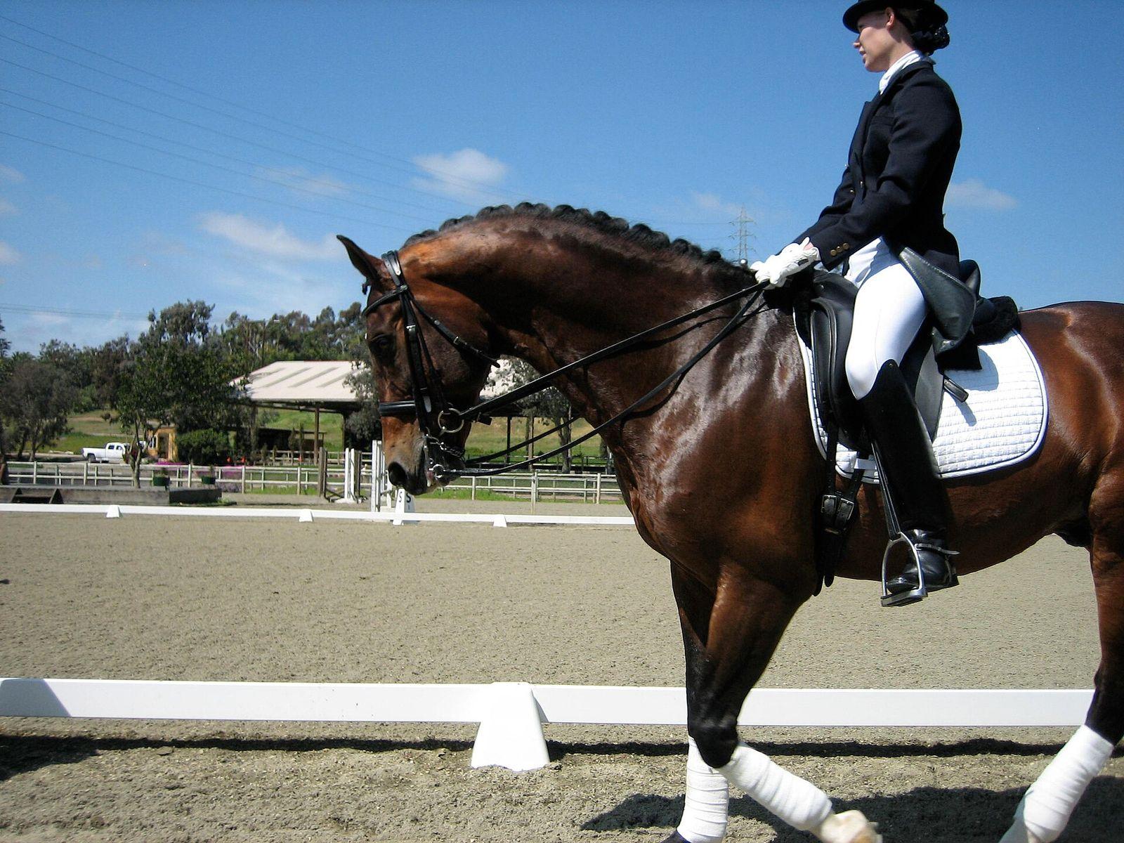 KWPN-hest, nederlandsk varmblod, i dressurarbeid