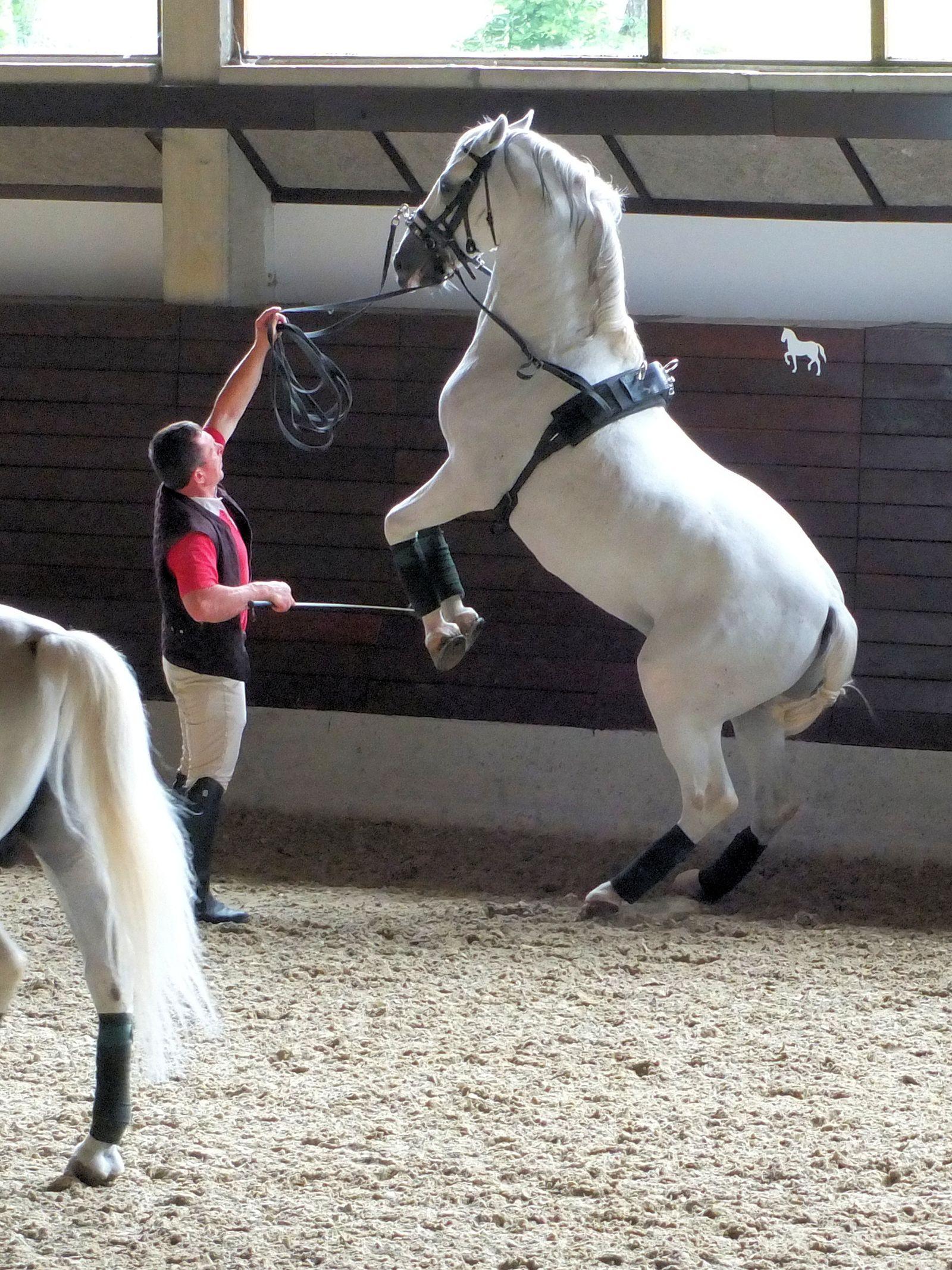 Hvit lipizzaner i klassisk dressurpositur