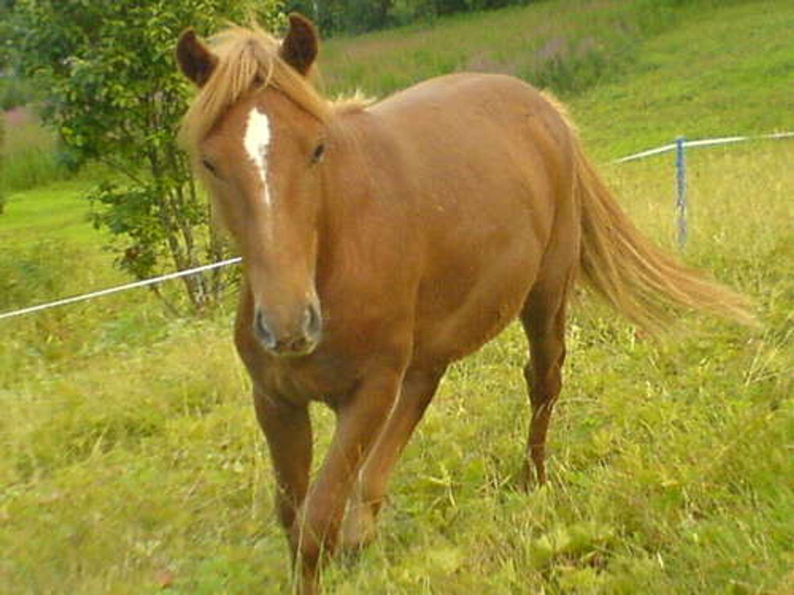 Nordlandshest