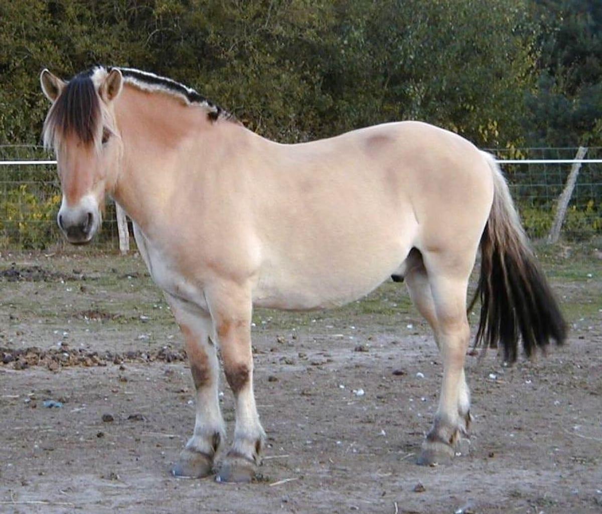 Norske hesteraser – komplett oversikt
