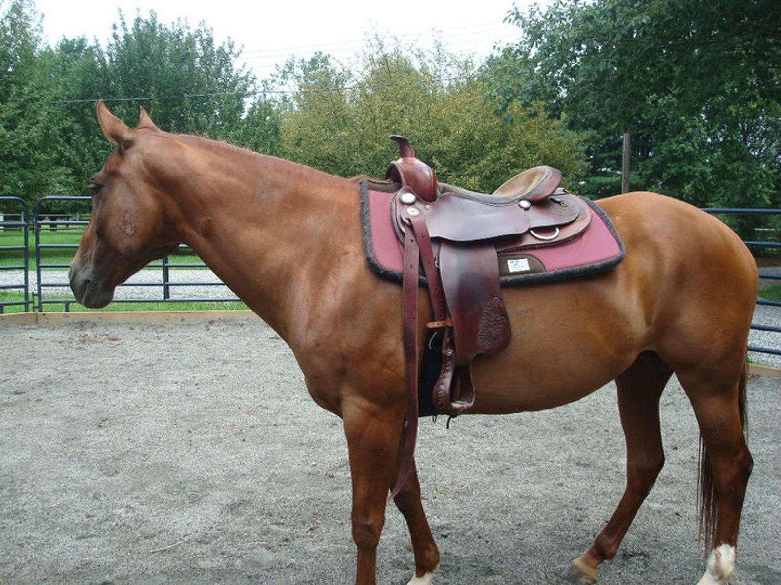 Quarter Horse med muskuløs bygning i westernmiljø