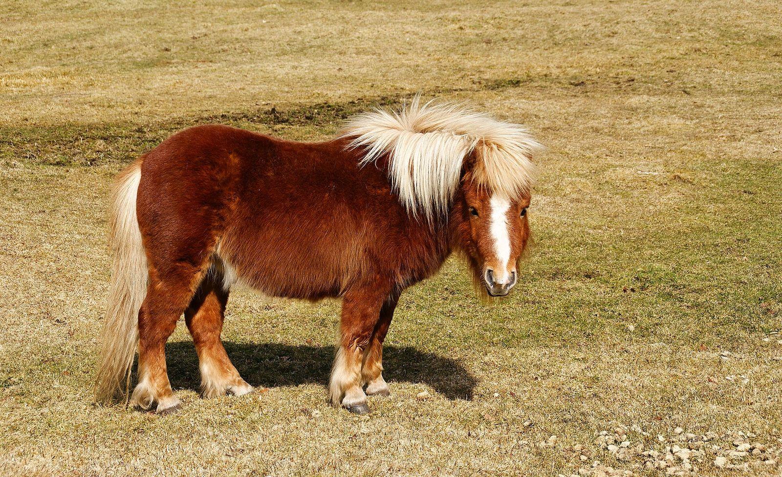 Shetlandsponni med tykk pels og kraftig bygning