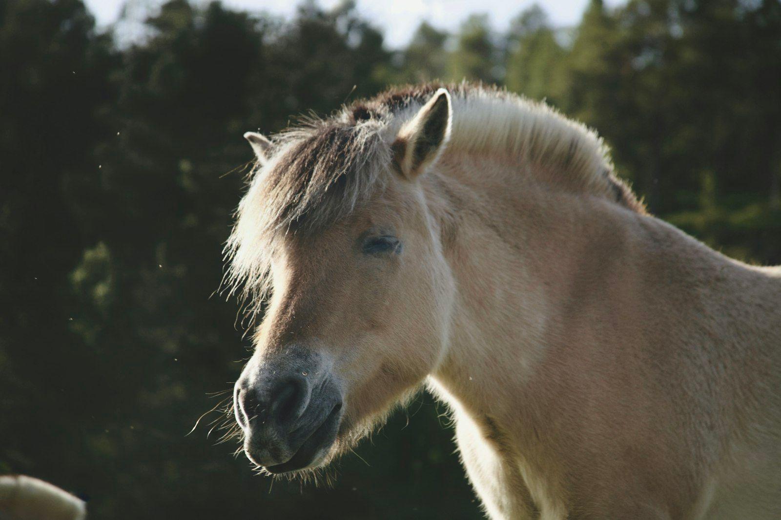 Trakehner med edelt uttrykk og lett, elegant bygning