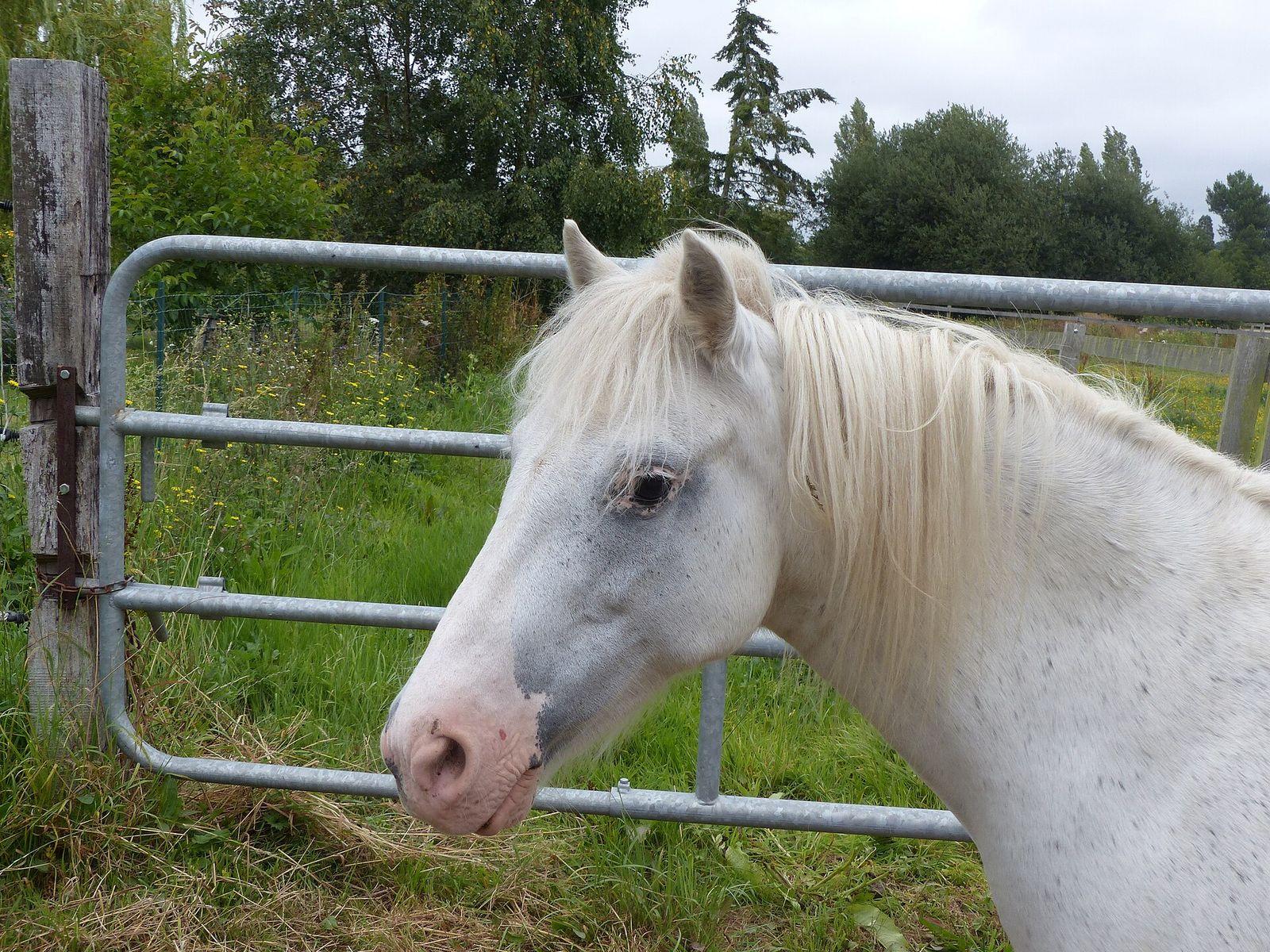 Welsh Mountain Pony med edelt hode og lett bevegelse
